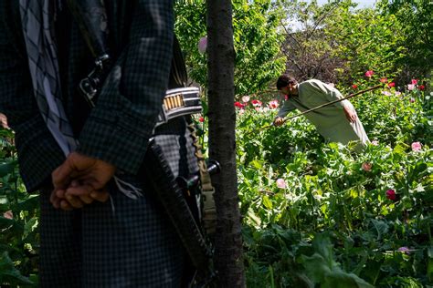 betjos55 link alternatif|Taliban’s opium ban in Afghanistan imperiled by climate change.